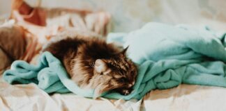 Comment protéger ses animaux des fortes chaleurs ? Comment protéger ses animaux des fortes chaleurs ?