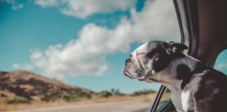 L’art d’organiser ses vacances avec son animal L'art d'organiser ses vacances avec son animal