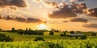 Tout savoir sur la SCEA SCEA-definition-fiscalite-et-avantages