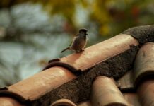 La réfection de toit : quand, comment, pourquoi ? La réfection de toit : quand, comment, pourquoi ?