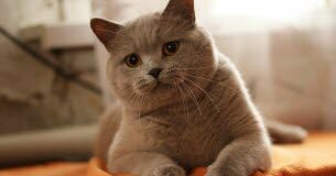 Comprendre le « patounage » : que révèle ce comportement chez votre chat ? Conseils animaux. Mais que signifie le quotpatounagequot pour votre chat