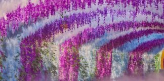 Glycine du japon, tout savoir sur la Wisteria floribunda 1a5d19f6a0c34803f8b87e6ac5b01e87 html f24c6fa9