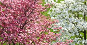 Comment sélectionner le cornouiller parfait pour votre jardin potager ? Jardinage. Comment choisir le cornouiller idoine dans votre potager