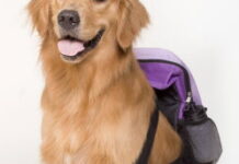 Animaux : quelles options pour faire garder votre compagnon pendant les vacances d’hiver ? Animaux. Vacances dhiver quelles solutions de garde pour votre animal