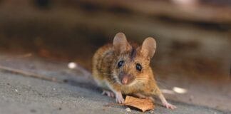 7 remèdes de grand-mère pour dire adieu aux souris dans la maison 06d1430b615ef1ac7cf290e8cd5c7fe3