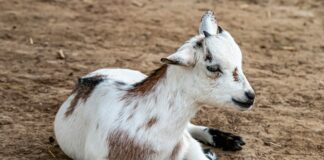Ânes, vaches ou chèvres : la tendance des mini-animaux Ânes, vaches ou chèvres : la tendance des mini-animaux