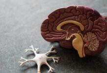Comment le stress modifie notre cerveau Comment le stress modifie notre cerveau
