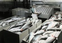 Normes de réfrigération pour la conformité en matière de sécurité alimentaire Normes de réfrigération pour la conformité en matière de sécurité alimentaire