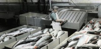 Normes de réfrigération pour la conformité en matière de sécurité alimentaire Normes de réfrigération pour la conformité en matière de sécurité alimentaire