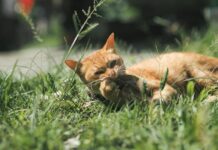 Comment aider son chat à éliminer les boules de poils ? Chat roux allongé dans l'herbe en train de mâcher des végétaux pour faciliter son transit intestinal et l'élimination naturelle des boules de poils.