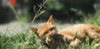 Comment aider son chat à éliminer les boules de poils ? Chat roux allongé dans l'herbe en train de mâcher des végétaux pour faciliter son transit intestinal et l'élimination naturelle des boules de poils.