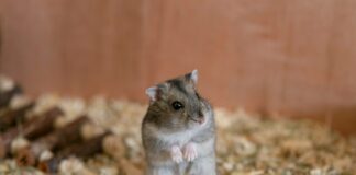 Comment bien adopter un hamster ? Un petit hamster debout sur ses pattes arrière dans sa cage avec une litière épaisse et des accessoires en bois.