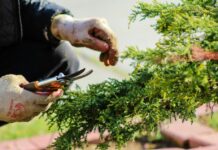 Que faire au jardin au mois de juin ? Jardinier avec des gants de protection et un sécateur en train de tailler une haie persistante au mois de juin