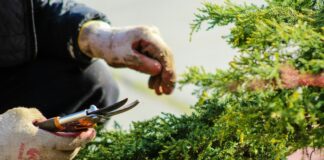 Que faire au jardin au mois de juin ? Jardinier avec des gants de protection et un sécateur en train de tailler une haie persistante au mois de juin
